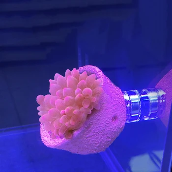 magnetinė levitacija Anemone lizdas Anti-running artefaktas, tinkamas stiklui per 12 mm